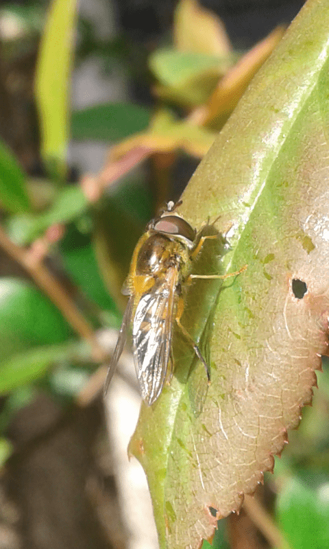 Syrphidae : Epistrophe sp.?   Epistrophe cfr. eligans